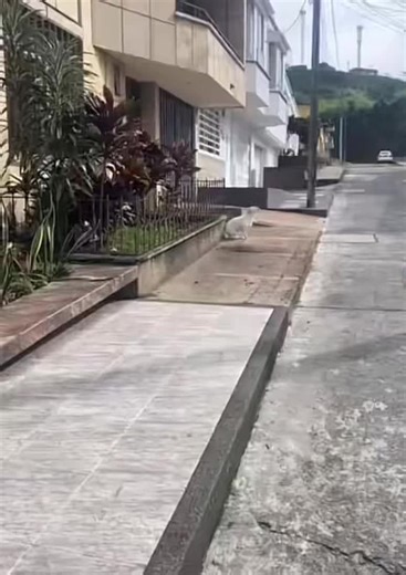 Elias Hernandez 🇲🇽 (@eliashernandez.gomezito)’s videos with Otorrinolaringologo (Oso, Cebra, Leon) - DeeJay FJ