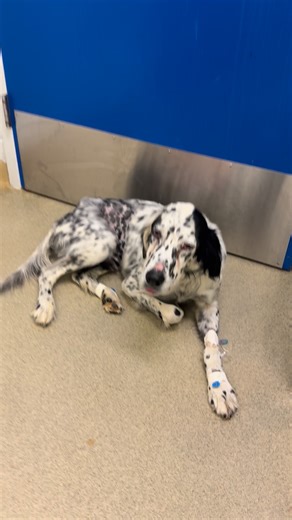 8.2K views · 481 reactions | Above and Beyond English Setter Rescue on Reels | Facebook