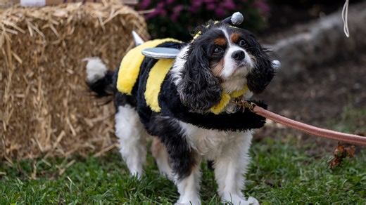 Dogs are everywhere nowadays. But can you bring them into a grocery store in NJ?