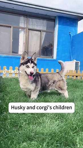 #merrychrismas #dog #fyp #dogsoftiktok | dogs