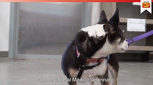 331K views · 2.2K reactions | El estrés en nuestros #MasterDog a la hora de ir al médico veterinario es muy común pero, ¿podemos hacer algo para ayudarlos? ¡Claro que sí! ❤️ Acá te dejamos algunos tips para lograrlo y recuerda, si tienes dudas, puedes escribirnos acá: bit.ly/ConsultaVet | Master Dog Chile | Facebook