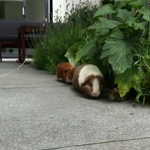 52K views · 4K reactions | Tito and Reno doing some early training for the 2020 Olympics in Tokyo :D (Video credit to Instagram page titorenogpigs: https://www.instagram.com/titorenogpigs) | Guinea Pig Zone | Facebook