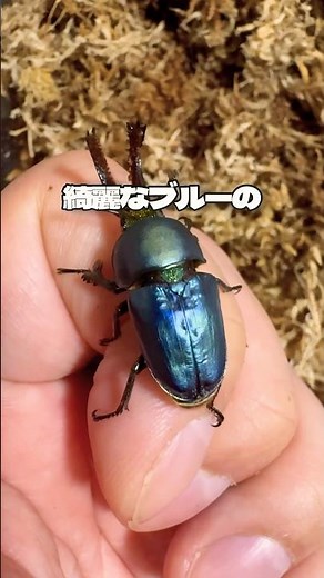 Do you know about blue stag beetles? #stagbeetle #insect #papukin #papua golden stag beetle #rhin...