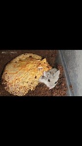 11K views · 152 reactions | A hungry frog is eating a hamster. | Insect Forest | Facebook