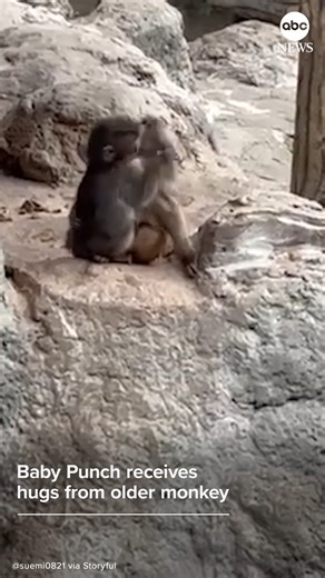 Punch, a baby macaque at the Ichikawa Zoo, stole the internet's heart when he was seen clinging to a stuffed monkey after being rejected by his own mother. Now, Punch is learning to make friends, and even received a hug from an older monkey. | ABC News