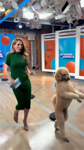 Pappy’s always searching for the next adventure #amazing #adventure #friendship #DogLoversUnite #happy | Pappy ThePoodle