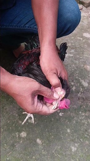 Removing Pus from a Chicken’s Eye | Instant Relief & Real Poultry Care