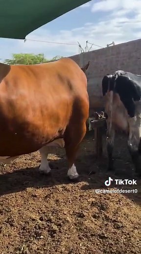 Understanding Cow Breeding Techniques for Farmers