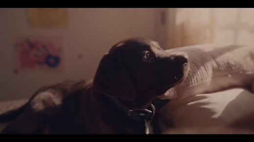 #dog #commercial #superbowl #farmers #thefarmersdog #sad