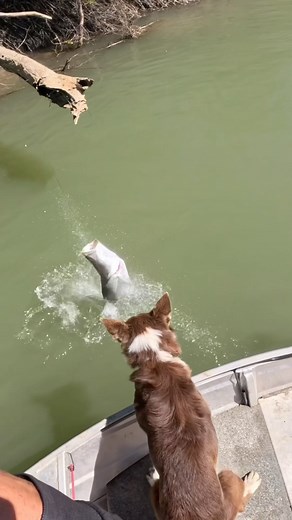 Running out of good lures in this video what’s the must have lure for barras?! | Reef Addicts