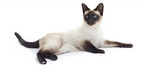 Feline 411: All About Siamese Cats