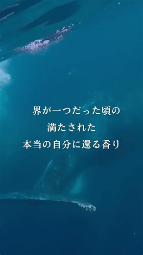 "龍涎香"で「本当の自分」に還る