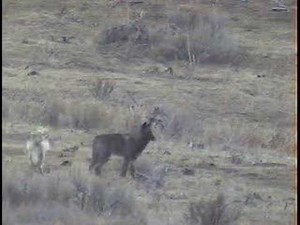 Wolves of Yellowstone - The Druid Peak Pack