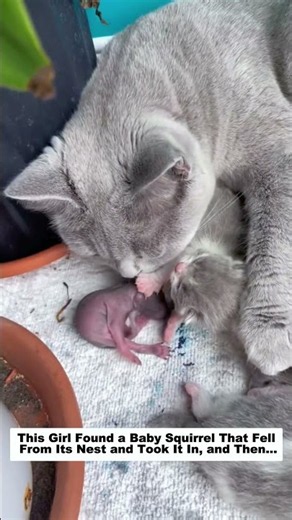 This Girl Found a Baby Squirrel That Fell From Its Nest and Took It In, and Then…