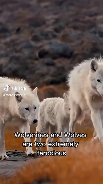 Wolverine vs Wolf: Who emerged victorious? Watch the epic battle!