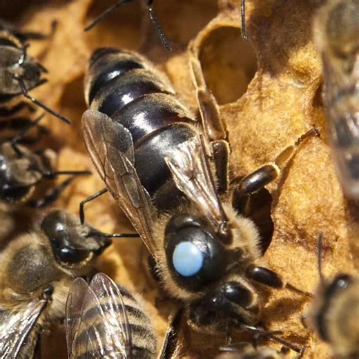 To reserve our Queen Bees please visit us: International: www.apis-donau.com Romania: www.apis-donau.ro #honeybees #apiary #bees #apiculture #apicultura #honey #beekeeping #queenrearing #apicoltura #queenbee #imkerei #miel #beeswax #beesofinstagram #seabees #beeston #lovebees #beestrong #saveourbees #savebees #beeswarm #apiary #pollination #beekeepinglife #urbanbeekeeping #ilovebeesandhoney7 | Apis Donau 1905