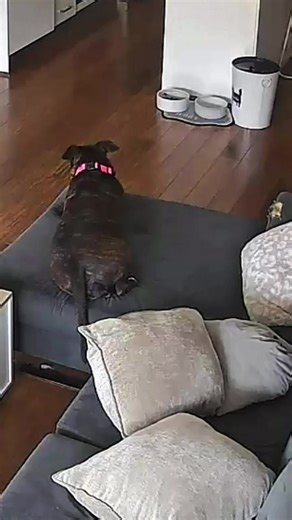 Who's More Excited? Playful Dogs Show Their Joy!