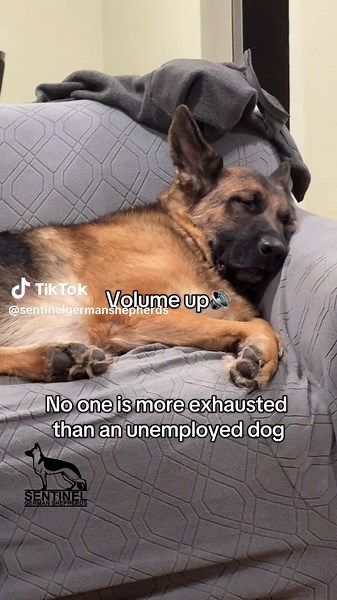Exhausted German Shepherd Takes a Nap