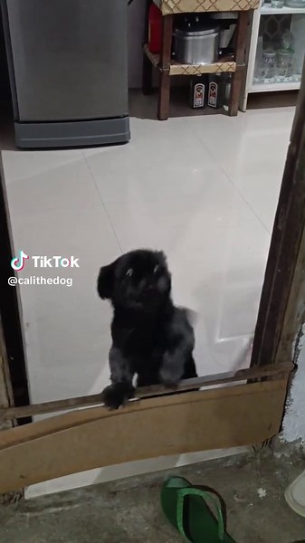 cali the dog on TikTok