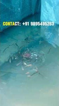 Channa micropeltes #fish #aquaculture #fishing