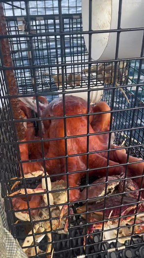 Octopus Feasting in Crab Trap Caught on Camera