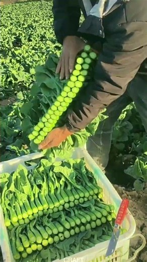 Insane Freshness! Veggie Harvest & Packaging – From Field to Box in Minutes!
