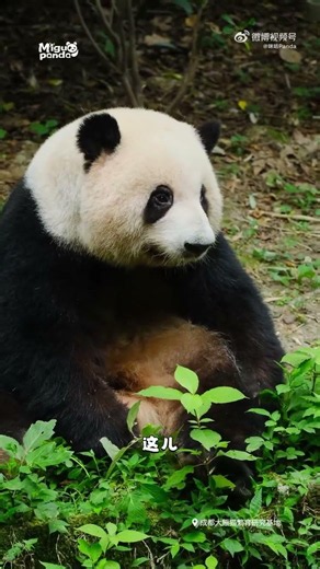 花花开启定位中 #貓熊 #panda #熊猫 【欢迎订阅MIGU Panda官方频道】