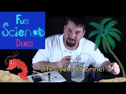 Life Cycle of Brine Shrimp