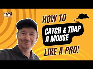How to Catch & Trap a Mouse Like a Pro