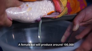 Love is in the air! 🐟💞 It's an extremely exciting time of year on the farm with spawning season well underway. The lovely and sunny Spring weather has helped breeding along nicely, and we expect to have our first batch of Koi Fry ready for sale for early July! 🙌 Want to find out more about how we breed our Koi? Watch this video in full on YouTube, we'll leave a link below in the comments 🖥👇 #Fish #Koi #YouTube | Cuttlebrook Koi Farm