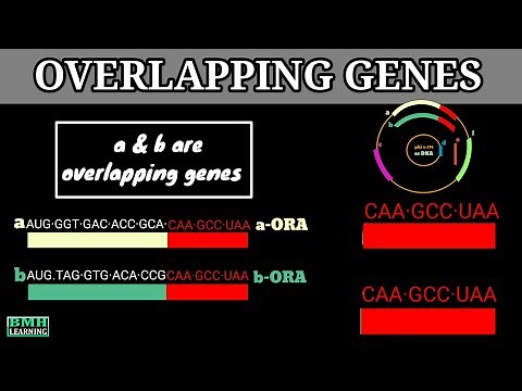 Overlapping Genes | Open Reading Frames | What Are overlapping Genes |