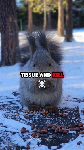 Squirrels Actually Die Without Chewing #mindblown #animals #shorts
