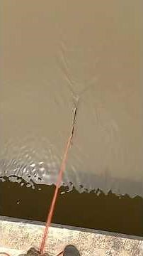 Can you identify what it is?