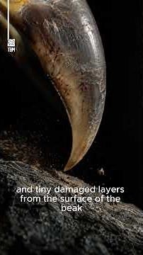 How Eagles Sharpen Their Beaks