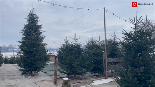 "Schlossblick Strohmeier": Am Hof der steirischen Christbaum-Prinzessin