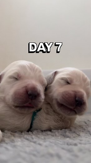 Their entire nervous system is hard at work while they sleep, creating neural pathways and developing senses like hearing and vision. They appear to be merely sleeping, but so much is happening in those brains and bodies! #puppybrain #puppy | Nicholberry Goldens