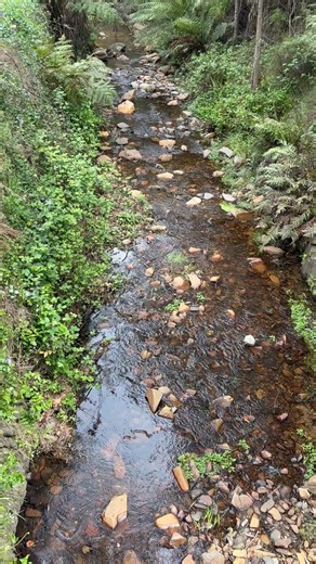 2K views · 77 reactions | Stringers Creek looking peaceful  Take a moment to enjoy the calm of the mountains — there’s no better escape. Come for a ride with us and soak up the sights and sounds of nature.  Book your train tickets online  [www.walhallarail.com.au] #VisitGippsland #SpringInWalhalla #ExploreGippsland #HeritageRailway | Walhalla Goldfields Railway | Facebook