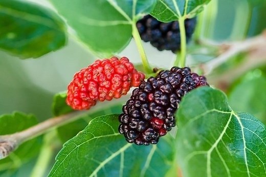 5 remédios caseiros para pedra nos rins