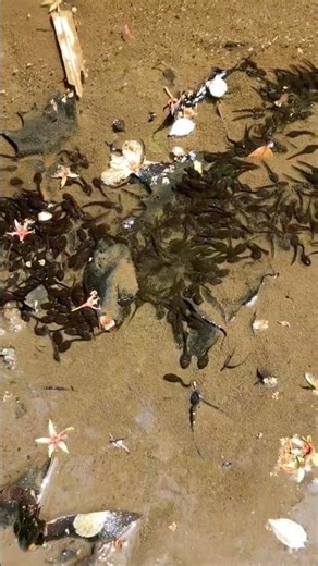 Sound of Spring | 鹿島神宮、静寂の中に響くカエルと鳥の声🐸🦆