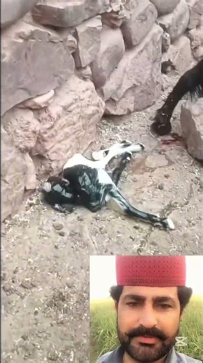 Painful Delivery of a Goat 😱😢#painful #delivery #goat