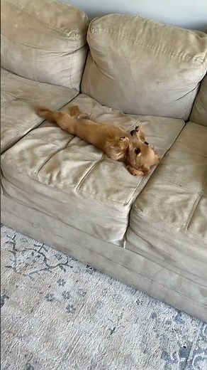 Puppy Acts Innocent After Breaking Ceramic Planter