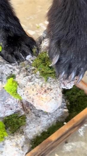 There’s something special about a lifesize mount when it’s done right. From the muscle structure and natural movement, to the expression, teeth, and habitat detail—this piece was built to command a room. This bear is set in motion on a custom rock and moss base, posed to show power, attitude, and realism from every angle. No shortcuts. No stock poses. Just true-to-life craftsmanship. This is the kind of work we’re proud to put our name on. If you’re looking for museum-quality, lifelike taxidermy