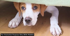 Neglected Shelter Dog Huddles In The Corner Of His Cage, Too Scared To Let Anyone Near Him