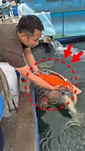 Beautiful Colorful Koi Fish Collection 🐟 #KoiFish #JapaneseKoi #GiantKoi #ColorfulFish #factshorts