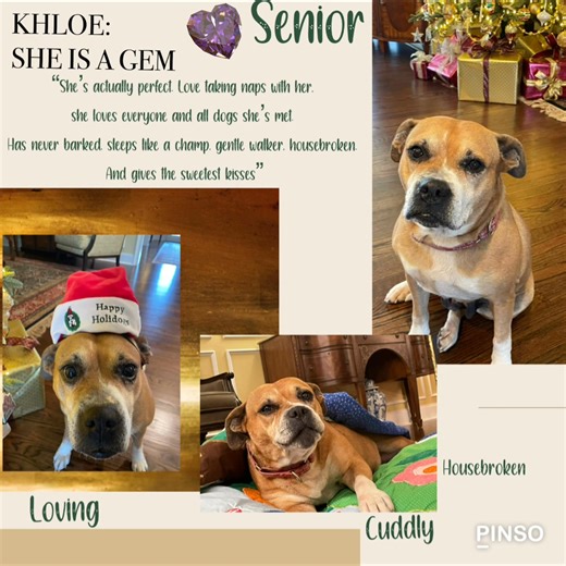 Our sweet senior KHLOE is with a fabulous foster family that adores her. This is what they say about her: “She’s actually perfect. Love taking naps with her, she loves everyone and all dogs she’s met. Has never barked, sleeps like a champ, gentle walker, housebroken. And gives the sweetest kisses.” If you have it in your heart to open your home to a well deserving senior pup, call the shelter and schedule a visit with Khloe, she is worth it! 1131 Highway 74 South Peachtree City, GA 770-631-7210 