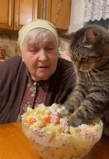 Сделала с помощью бота @all_ai_official_bot_ #ии #allai #иивидео #иифото #кот