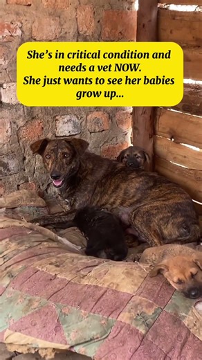 Urgent! Mother Dog in Critical Condition Needs Your Help