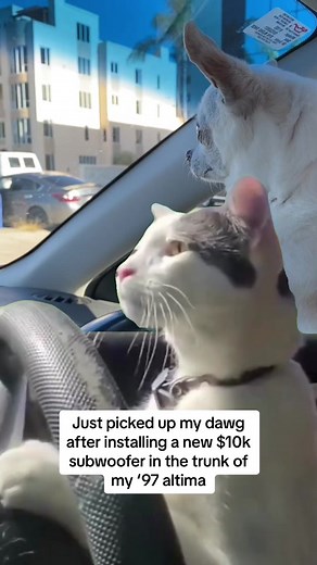 Ridin to O block #drivingcat #catdriving #catmemes | Cat Driving