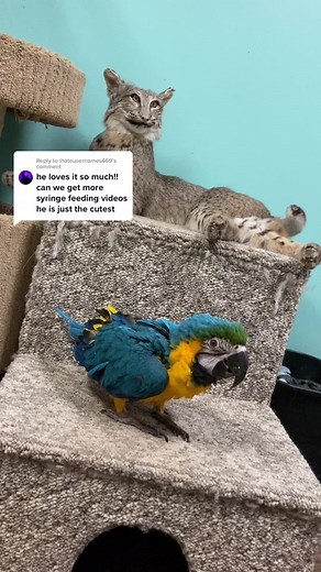 Handfeeding Session with Baby Bruce the Rescue Macaw