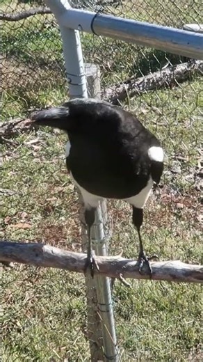 Amazing talking magpie #birds #magpies #wildlife